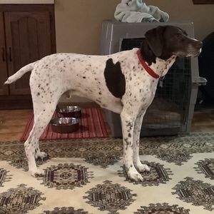 Meet your Posher, Bruce